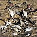 Lake Region Hunting