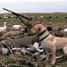 Lake Region Hunting