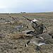 Lake Region Hunting