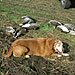 Lake Region Hunting