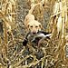 Lake Region Hunting