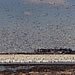 Field of Geese in the Lake Region