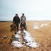 Devils Lake Snow Goose Hunting
