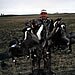 Canada Goose Hunting