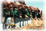 Mallards